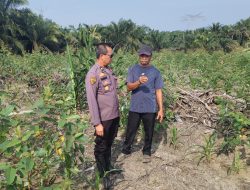 Dukung Ketahanan Pangan Nasional, Personel Polres Siak Beri Pendampingan Petani Jagung Pipil Binaan 