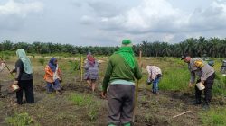 Bhabinkamtibmas Polsek Kandis Lakukan Pendampingan Berkelanjutan, 10 Hektare Lahan Jagung Telah Tertanam Bersama Kelompok Tani