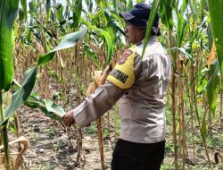 Polri Cinta Petani, Polresta Pekanbaru Dampingi Perawatan Jagung Pipil di Lahan Kelompok Tani Bina Tani Sejahtera