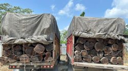 Ungkap Illegal Logging di KM 80 Lintas Timur, Satreskrim Polres Pelalawan Amankan 2 Sopir Truk Kayu Mahang Tanpa Dokumen