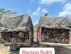 Ungkap Illegal Logging di KM 80 Lintas Timur, Satreskrim Polres Pelalawan Amankan 2 Sopir Truk Kayu Mahang Tanpa Dokumen