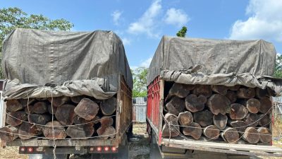 Ungkap Illegal Logging di KM 80 Lintas Timur, Satreskrim Polres Pelalawan Amankan 2 Sopir Truk Kayu Mahang Tanpa Dokumen