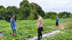 Polres Dumai Dukung Ketahanan Pangan Nasional, Bhabinkamtibmas Bukit Timah Tinjau Kebun Semangka