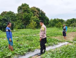 Polres Dumai Dukung Ketahanan Pangan Nasional, Bhabinkamtibmas Bukit Timah Tinjau Kebun Semangka