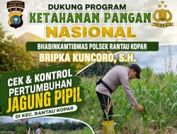 Bhabinkamtibmas Polsek Rantau Kopar Cek dan Kontrol Perkembangan Tanaman Jagung Pipil