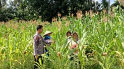 Polres Kuansing Dukung Swasembada Pangan 2026, Polsek Kuantan Mudik Pantau Perkembangan Tanaman Jagung Pipil