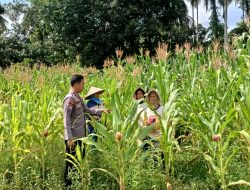 Polres Kuansing Dukung Swasembada Pangan 2026, Polsek Kuantan Mudik Pantau Perkembangan Tanaman Jagung Pipil