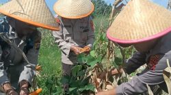 Polres Dumai Melalui Polsek Medang Kampai Panen Jagung Bersama Kelompok Tani Almadani, Dukung Ketahanan Pangan Nasional