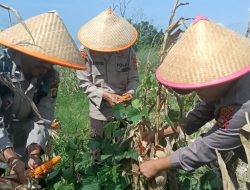Polres Dumai Melalui Polsek Medang Kampai Panen Jagung Bersama Kelompok Tani Almadani, Dukung Ketahanan Pangan Nasional