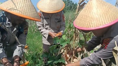 Polres Dumai Melalui Polsek Medang Kampai Panen Jagung Bersama Kelompok Tani Almadani, Dukung Ketahanan Pangan Nasional