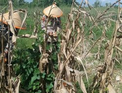Dukung Ketahanan Pangan Nasional, Polres Dumai Melalui Polsek Medang Kampai Panen Jagung Bersama Kelompok Tani Almadani