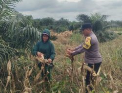 Bhabinkamtibmas Polsek Kandis Kawal Pertumbuhan Tanaman Jagung Tumpang Sari, Wujud Nyata Dukung Ketahanan Pangan