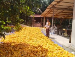 Bhabinkamtibmas Polsek Kandis dan Petani Antisipasi Dampak Musim Demi Menjaga Produksi Jagung