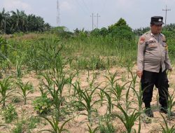 Bhabinkamtibmas Kelurahan Sungai Rangau Cek Ketahanan Pangan Jagung Pipil