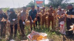 Polsek Kandis Panen Raya Jagung 3 Ton, Wujud Nyata Dukung Program Ketahanan Pangan Nasional
