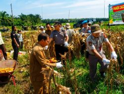 Hari Kedua, Polsek Kandis Sukseskan Panen Jagung di Kampung Sam Sam