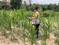 Bhabinkamtibmas Kelurahan Sungai Rangau Cek Ketahanan Pangan Jagung Pipil