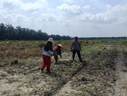 Dampingi Petani, Polsek Kandis Intensif Melakukan Pemeliharaan Tanaman Jagung
