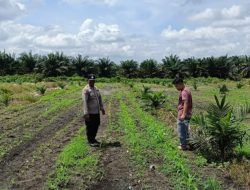 Mengawal Ketahanan Pangan, Bhabinkamtibmas Polsek Kandis Aktif Memantau Tanaman Jagung