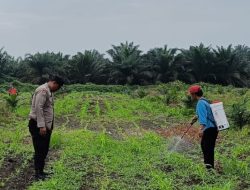 Bhabinkamtibmas Polsek Kandis Dampingi Petani, Tanaman Jagung Disemprot Mencegah Hama dan Penyakit
