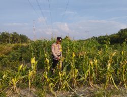 Bhabinkamtibmas Kelurahan Rantau Kopar Pantau Perkembangan Program Ketapang di Wilayah Binaan