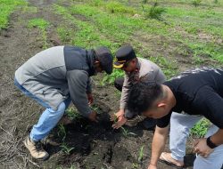 Kapolsek Kandis Dampingi Tim SDM Polda Riau Tinjau Lahan Jagung 12 H di Kampung Jambai Makmur