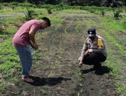 Bhabinkamtibmas Hadir dalam Pemeliharaan Jagung Pipil di Kandis, Mulai Penyiraman, Pemupukan Hingga Pengendalian Hama