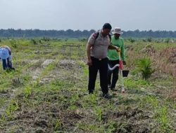 Tanaman Jagung Memasuki Fase Pemupukan, Polsek Kandis Pastikan Program Ketapang Berjalan Optimal