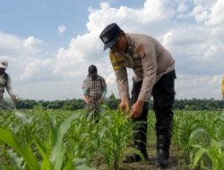 Sinergi dengan Petani, Bhabinkamtibmas Polsek Kandis Rutin Tinjau Tanaman Jagung