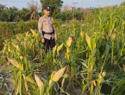 Bhabinkamtibmas Kelurahan Rantau Kopar Pantau Perkembangan Program Ketapang Jagung Pipil