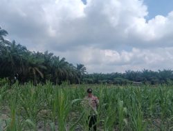 Dukung Program Asta Cita Presiden RI, Bhabinkamtibmas Polsek Kerumutan Monitoring Jagung Pipil Warga Desa Banjar Panjang