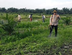 Dampingi Penyemprotan Gulma, Kapolsek Kandis Turun Langsung Rawat Jagung Program Ketapang 