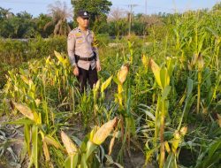 Bhabinkamtibmas Kelurahan Rantau Kopar Memantau Perkembangan Program Ketapang Jagung Pipil
