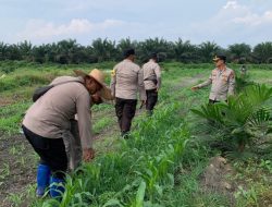 Update Swasembada Pangan Wilayah Polsek Kandis, Pembersihan Gulma, Penyemprotan dan Pemupukan