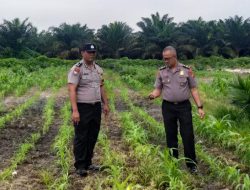 Pendampingan Rutin, Kanit Binmas Polsek Kandis Turun Langsung Memantau Pertumbuhan Tanaman Jagung