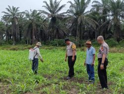 Polri Hadir Bersama Petani, Swasembada Pangan Semakin Nyata di Kandis