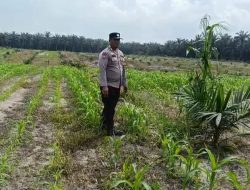Jaga Produktivitas Pertanian, Polsek Kandis Rutin Cek Perkembangan Jagung Pipil