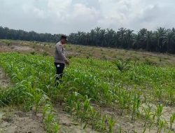 Polsek Kandis Bergerak di Tengah Hamparan Jagung, Wujud Nyata Polri Mengawal Swasembada Pangan Nasional