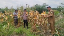 Berikut Tahapan Penting dalam Budidaya Tanaman Jagung, Polsek Kandis Ekstra Lakukan Pendampingan