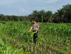 Kapolsek Kandis Turun Bersama Petani, Rawat Tanaman untuk Menjaga Ketahanan Pangan
