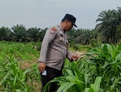 Bhabinkamtibmas Polsek Kandis dan Petani Bersama Merawat Kesuburan Tanaman Jagung
