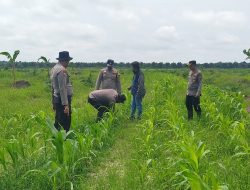 Polsek Kandis Perkuat Pendampingan Petani, Pastikan Tanaman Jagung Tumbuh Optimal Dukung Swasembada Pangan Nasional
