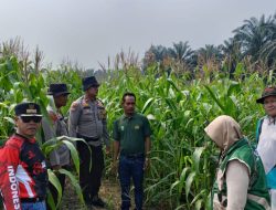 Kawal Ketahanan Pangan, Polsek Kandis Dampingi Petani Jagung