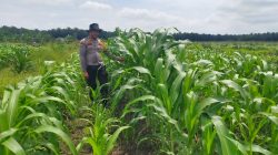 Dari Ladang untuk Negeri, Polsek Kandis Kawal Perjuangan Petani Wujudkan Swasembada Pangan
