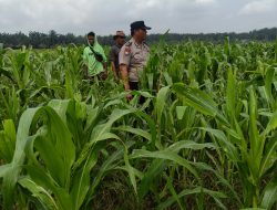 Polisi dan Petani di Kandis Kawal Jagung 12 Hektare, Ikhtiar Menjaga Ketahanan Pangan