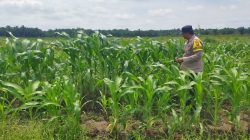 Polsek Kandis dan Petani Bersinergi, Jaga Jagung Tetap Tumbuh untuk Ketahanan Pangan
