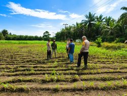 Tak Sekadar Mengawal Keamanan, Polsek Kandis Turun ke Lahan Jagung Kawal Ketahanan Pangan