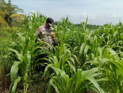 12 H Jagung Jadi Tumpuan, Polsek Kandis Bergerak Kawal Swasembada Pangan