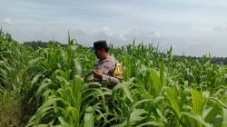 Dari Perkebunan Petani Jambai Makmur, Polsek Kandis Kembangkan Swasembada Pangan Nasional