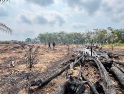 Gara-gara Usir Nyamuk, Seorang Pensiunan di Inhu Bakar Lahan dan Hanguskan Kebun Sawit